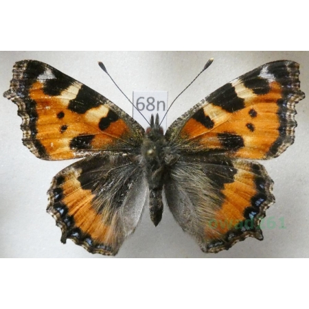 Aglais urticae (Linnaeus, 1758) Rusałka pokrzywnik Poland68n